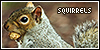 Squirrels